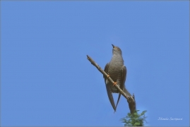 <p>KUKAČKA OBECNÁ (Cuculus canorus) Varnsdorf ---- /Common cuckoo - Kuckuck/</p>